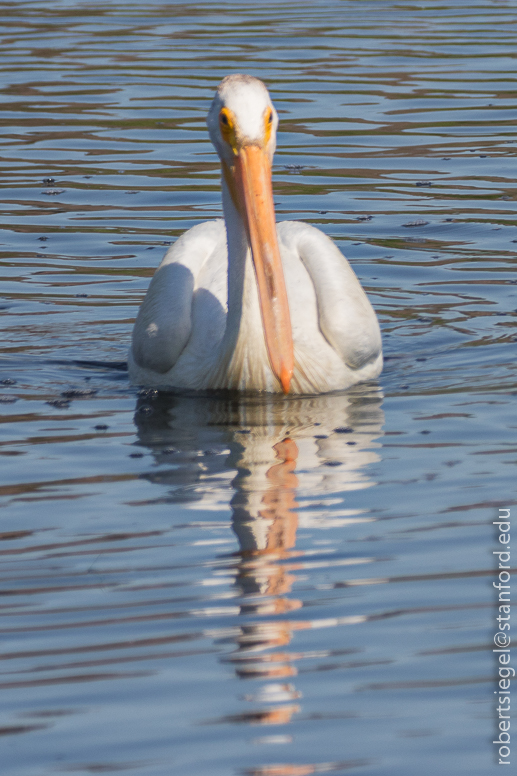 emily renzel wetlands